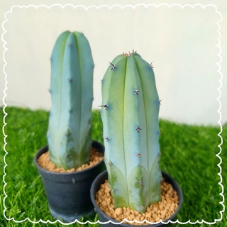 🌵 ตอบลู มีรากแล้ว ผิวสีฟ้าสวย (Myrtillocactus geometrizans) 📷 ดูรูปเพิ่มแจ้งได้ค่ะ