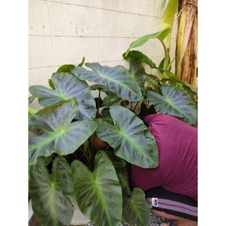 💥💥Colocasia aloha บอนอโลฮ่า ราคาถูกๆ