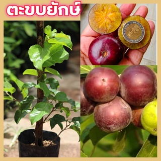 (1ต้น)(กิ่งปักชำ) #ตะขบยักษ์ สายพันธุ์เวียดนามผลใหญ่เนื้อหวานกลิ่นหอม🏡แฮปปี้