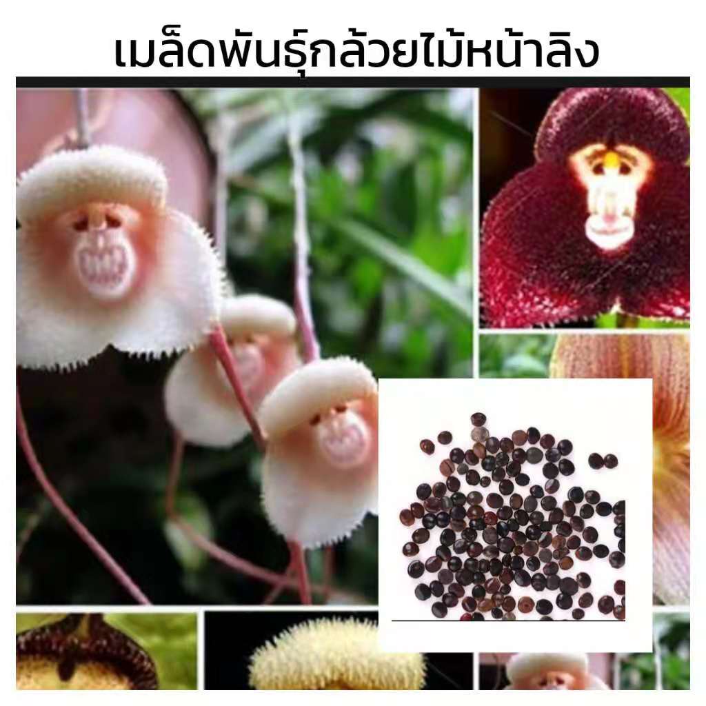 30 เมล็ด/ชุด เมล็ดกล้วยไม้หน้าลิง  ต้นไม้หายาก บอนสีหายาก ต้นไม้มงคล พร้อมส่งจากไทย