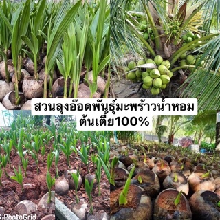 🌴🌴พันธุ์มะพร้าวน้ำหอมบ้านแพ้วต้นเตี้ยแท้💯%🌴 🌴 รับประกันพันธุ์แท้ 100%