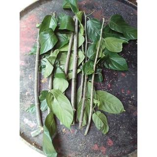 กิ่งสะแลอินทรีย์ปลอดสารพิษกิ่งละ10บาท