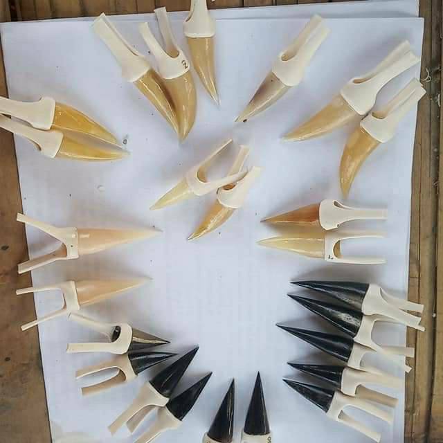 FIGHTING COCK SPURS สําหรับเชื่อมต่อใน FIGHTING COCK LEGS - BANGKOK CHICKEN SPURS