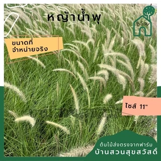 หญ้าน้ำพุ 11 นิ้ว ไม้แดดประดับสวน