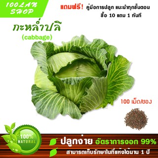 (ซื้อ10แถม1)เมล็ดพันธุ์ กะหล่ำปลี 100 เมล็ด