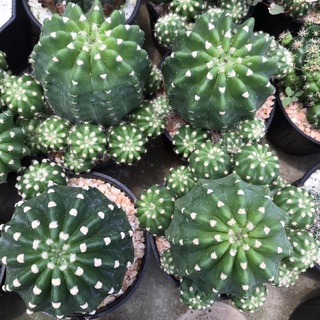 อิชินอปซิส Echinopsis กระถาง4 นิ้ว