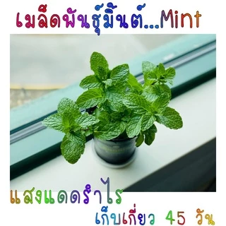 50​ เมล็ด​พันธุ์​ ใบมิ้นต์ฝรั่ง​ 50เมล็ด​