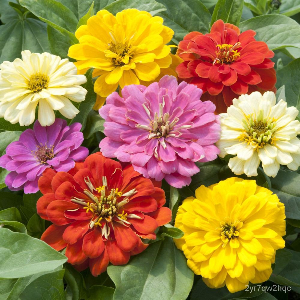 My Image 11