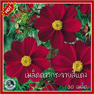 30 เมล็ด ดาวกระจายดอกสีแดง Red Dazzler Cosmos ดาวกระจาย เมล็ดดาวกระจายสีแดง