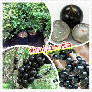 ต้นองุ่นบราซิล (Jabuticaba)  รสหวาน นิยมนำมาทำไวน์ หรือรับประทานผลสดก็ได้ ขนาดลำต้น 40-60 ซ.ม. (1 ต้น/แพ็ค)