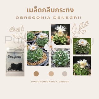 เมล็ดกระบองเพชร เมล็ดแคคตัส เมล็ด Obregonia 20 เมล็ด