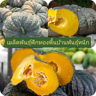 เมล็ดพันธุ์ฟักทองพื้นบ้านสายพันธุ์หนัก(ลูกใหญ่_เนื้อมันมาก)