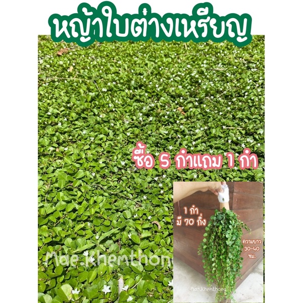หญ้าใบต่างเหรียญ หญ้าที่ไม่ต้องตัด มีดอก ราคา 50฿ ซื้อ 5 กำ แถม 1
