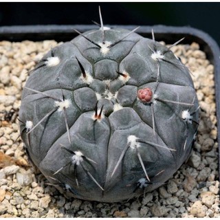 🖤🤍gymnocalycium berchtii GN 10เมล็ด 169🤍🖤