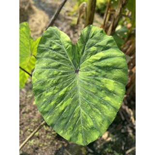 🍋เลม่อน ไลม์ เก็คโกะColocasia Lemon Lime Gecko