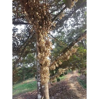 ปุ๋ยน้ำ กัปตัน บูสเตอร์สีแดง+ส้ม สูตรเข้มข้นสูง (ชุดบำรุงดอกและผล) ขนาด 1 ลิตร x 2