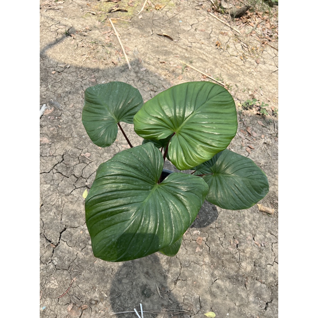 มุมมอง 4