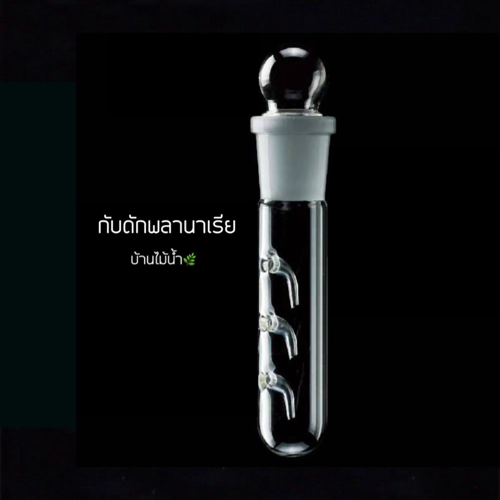 กับดักพลานาเรีย กำจัดพลานาเรีย ตู้ปลา ตู้ไม้น้ำ | บ้านไม้น้ำ