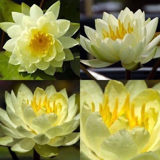 100 เมล็ด เมล็ดบัว สีเหลือง นำเข้า บัวนอก สายพันธุ์เมล็ดบัว Waterlily Nymphaea Seeds