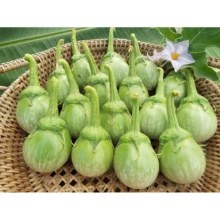 เมล็ดมะเขือเปราะน้ำทิพย์หยด 100 เมล็ด