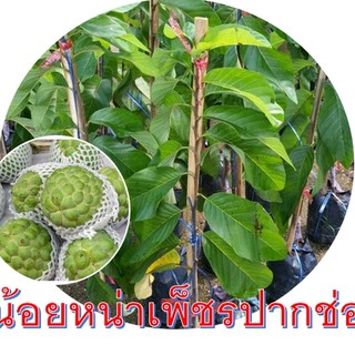 ต้นน้อยหน่า(กิ่งตอน)เพชรปากช่อง ขนาดต้นสูงประมาณ 70-80cm.(1ต้น)