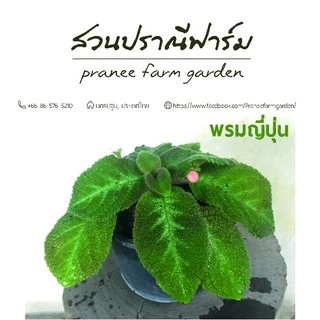 พรมญี่ปุ่น ขนาดกระถาง 6 นิ้ว หลากสีสัน