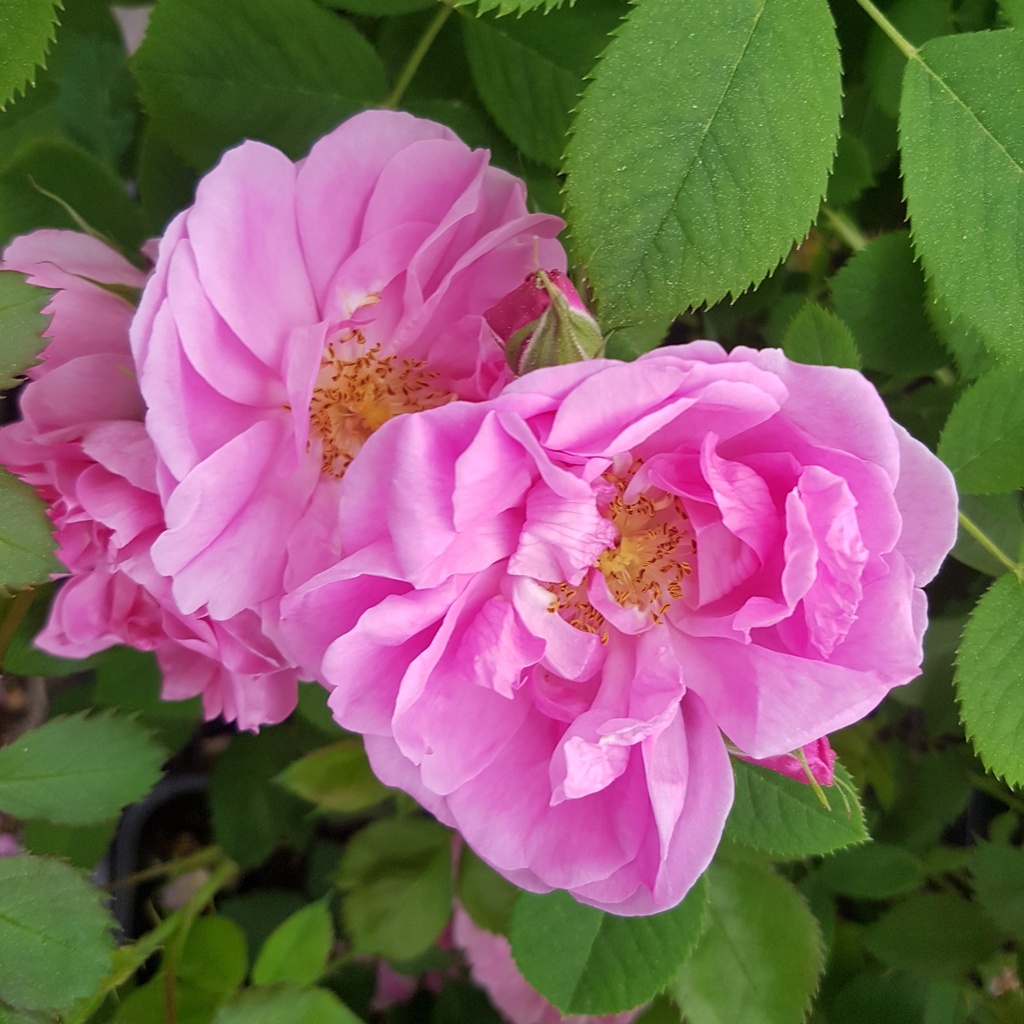 30 เมล็ด กุหลาบ พันธุ์ Climbing Rose Rosa Multiflora Rose Seeds