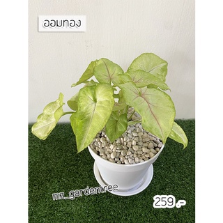 [[ต้นไม้จริง]] 🌱ต้นออมทอง ไม้มงคล🌱 ขนาดกระถาง 5 นิ้ว (พร้อมกระถางสีขาว)**ต้นไม้คัดฟอร์มสวยทุกต้น**