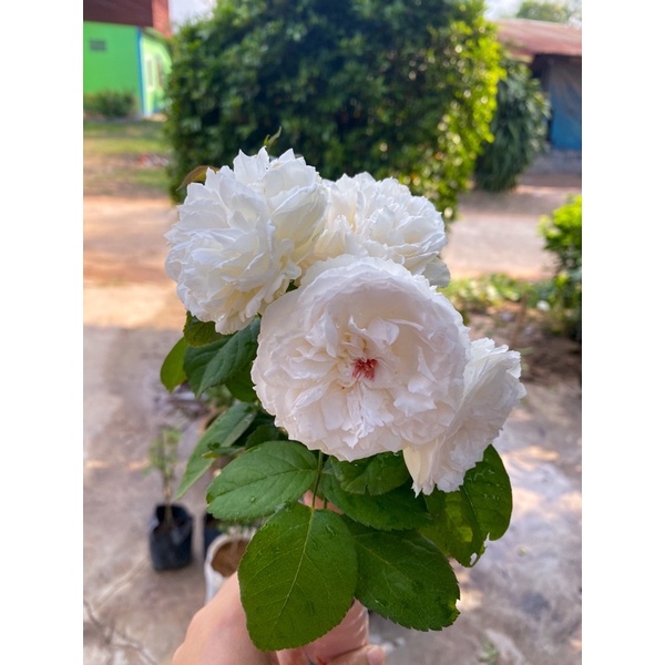 กุหลาบทรีโรสPNW 🥀 : 𝐏𝐍𝐖. = 𝑷𝒓𝒆𝒕𝒕𝒚 𝑵𝒊𝒏𝒂 𝑾𝒉𝒊𝒕𝒆. . กุหลาบสีขาวที่ขาว ดอกดก รอบดอกไว และชอบทรายเป็นพิเศษ