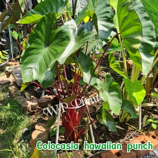 Colocasia hawaiian punch ฮาวายเอี้ยนพันช์