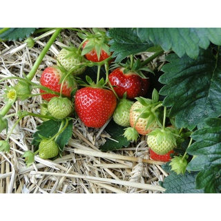 เมล็ดพันธุ์ Strawberry สายพันธุ์ Ogallala 50 เมล็ด เมล็ดพันธุ์นำเข้าจาก ยุโรป