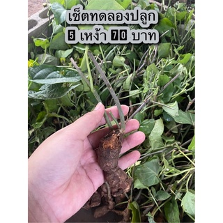 ผักสาบ เหง้าผักสาบ เหง้าผักอีนูน ชุดทดลอง 5 เหง้า 70 บาท พร้อมส่ง!