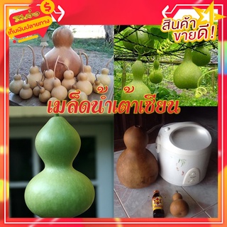 🍐🍐เมล็ดน้ำเต้าเซียน มี 2 พันธุ์ แยกขาย ลองปลูกดู หายากจร้า
