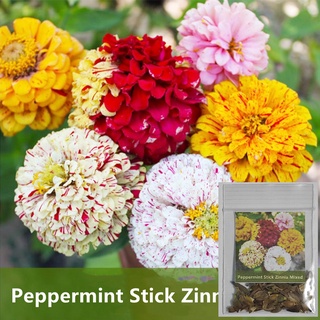 เมล็ดพันธุ์ ดอกบานชื่นเปปเปอร์มินท์สติ๊กคละสี50-60เมล็ด Peppermint Stick Zinnia Mixed