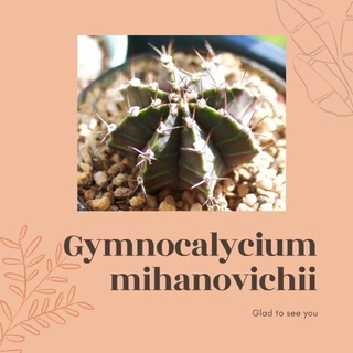 Gymnocalycium mihanovichii ยิมโนลุ้นสีดอก