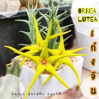 🌿🌼 เก๋งจีนปลาดาวสีเหลือง น่ารักมากกกกกกก 🌼🌿 orbea lutea พร้อมส่ง 1 กระถาง 1 ต้น ตามรูปนะคะ กระถาง 2 นิ้วจ้า 💛