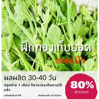 เมล็ดพันธ์ุ ฟักทองเก็บยอด ฟักทองยอดแม้ว ฟักทอง (ซื้อ 10 แถม 1 คละอย่างได้)