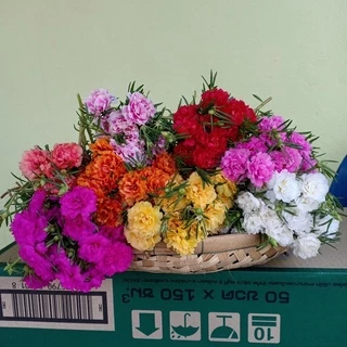 คุณนาย/แพรเซี่ยงไฮ้ คละสี
