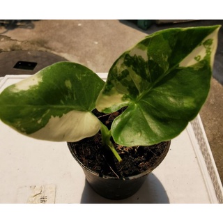 บอนกระดาดด่างalocasia