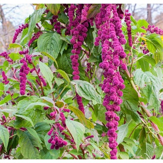 เมล็ดพันธุ์ผักโขม เดรดล็อคส์ Dreadlocks Amaranth Seed บรรจุ 100 เมล็ด ของแท้ คุณภาพดี ราคาถูก นำเข้าจากต่างประเทศ