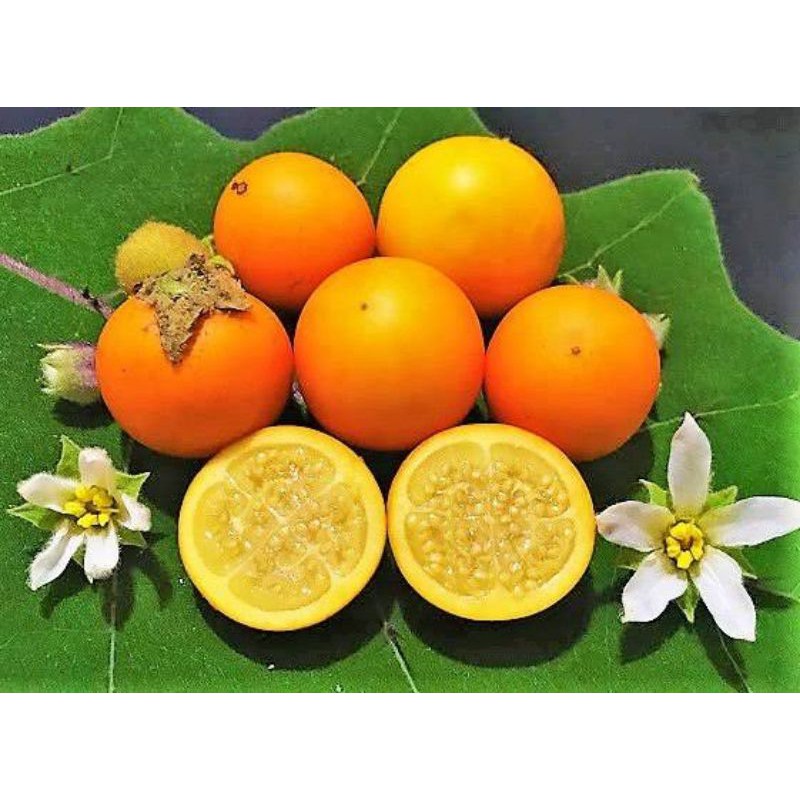 Naranjillalulo(มะอึกยักษ์)ผลไม้แถบอเมริกาใต้