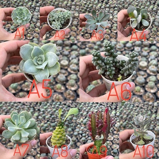 กุหลาบหิน ไม้อวบน้ำ ชุดที่4 succulent cactus กระบองเพชร ราคาส่ง