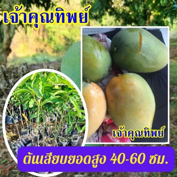 1 ต้น มะม่วงเจ้าคุณทิพย์ ต้นสูง 40-50 มีรสชาติดีทั้งผลดิบและสุก ผลสุกเนื้อแน่น ไม่มีเสี้ยน รสหวานจัด
