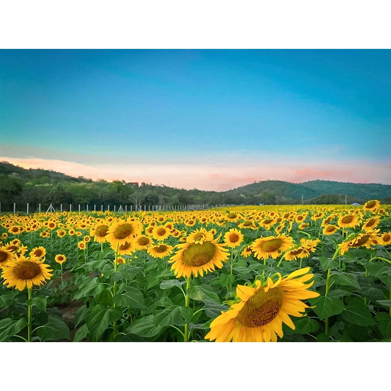 ต้นกล้า ดอกทานตะวัน พืชเศรษฐกิจ ที่มากกว่าความสวยงาม เมล็ดทานได้ พร้อมปลูก กล้าละ 10บาท