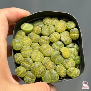 ไลทอป Lithop Mix แคคตัส กระบองเพชร cactus&succulents