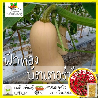 เมล็ดพันธุ์ ฟักทองบัตเตอร์นัท 25 เมล็ด Waltham Butternut Squash เมล็ดพันธุ์แท้ นำเข้าจากต่างประเทศ ปลูกผัก สวนครัว วิธีป