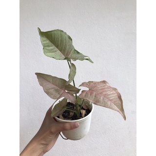 ✅มีของแถมทุกออเดอร์- Syngonium Pink Spot/ Pink Spot Marble -