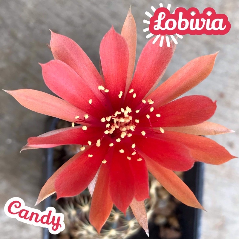 [โลบิเวียดอกแดงลูกอม] Lobivia Candy ส่งพร้อมกระถาง แคคตัส Cactus Succulent หายาก หนาม ทะเลทราย กระบองเพชร