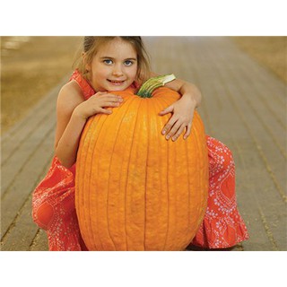 ฟักทองฮาโลวีน พันธุ์คอนเนคติคัท ฟิลด์ - Connecticut Field Pumpkin