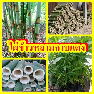 ไผ่ข้าวหลามกาบแดง ไผ่ปล้องยาวใช้เผาข้าวหลาม เยื่อหนา ต้นพันธุ์เพาะเมล็ดสูง 40-50 ซม. รับประกันพันธุ์แท้ 100%